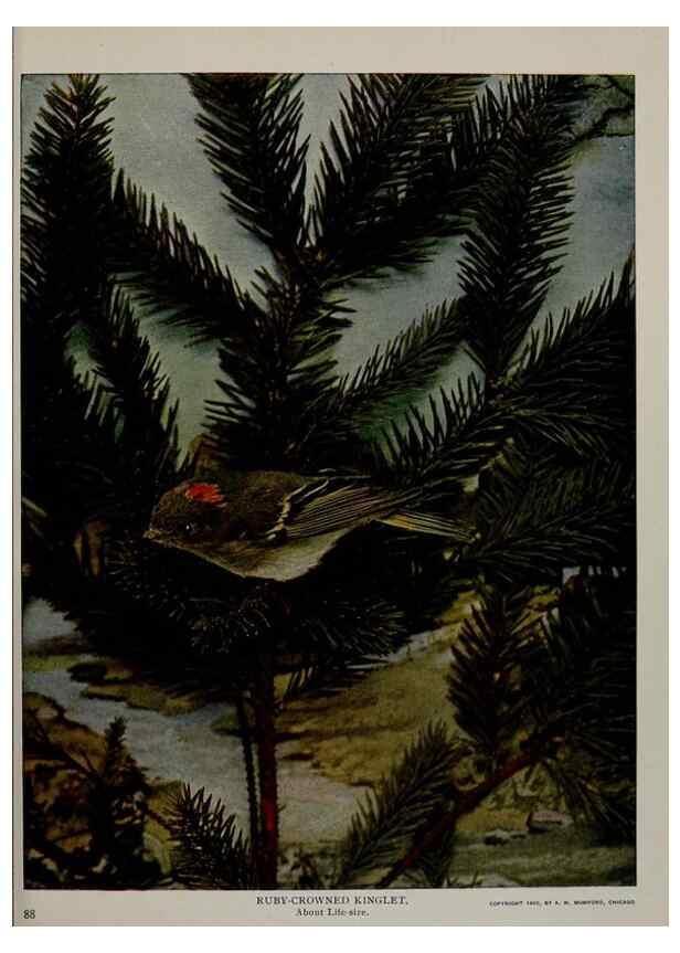 Reproducción/Reproduction 8343594332: Birds and nature in natural colors :. Chicago :A.W. Mumford, Publisher,1913-1914.