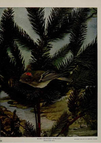 Reproducción/Reproduction 8343594332: Birds and nature in natural colors :. Chicago :A.W. Mumford, Publisher,1913-1914.