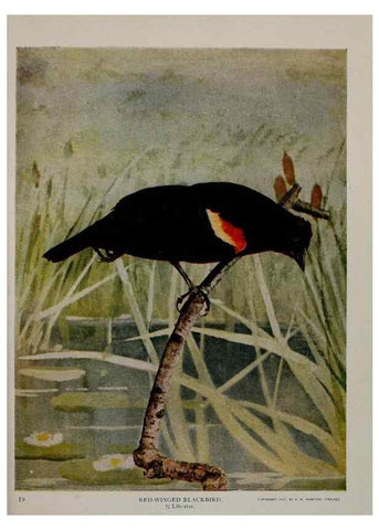 Reproducción/Reproduction 8342536371: Birds and nature in natural colors :. Chicago :A.W. Mumford, Publisher,1913-1914.