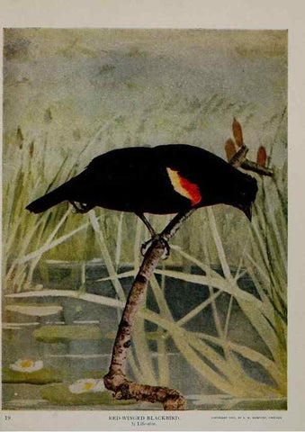 Reproducción/Reproduction 8342536371: Birds and nature in natural colors :. Chicago :A.W. Mumford, Publisher,1913-1914.