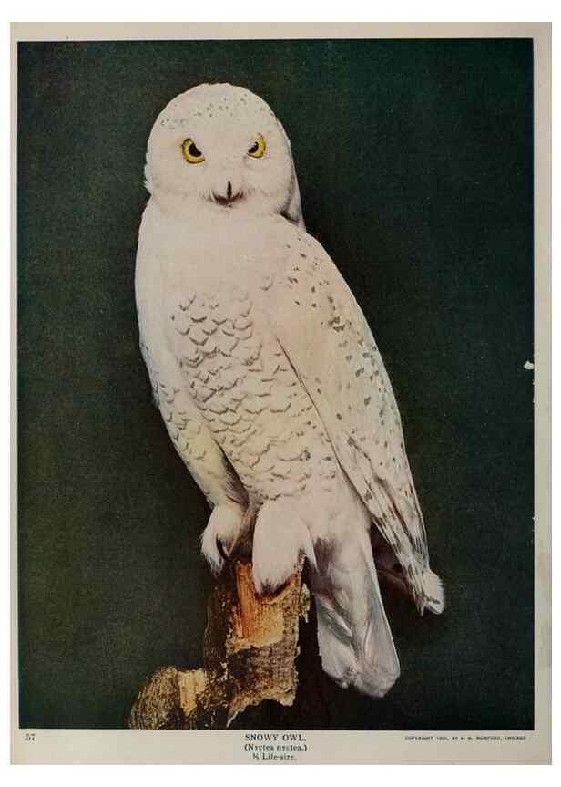 Reproducción/Reproduction 8342537195: Birds and nature in natural colors :. Chicago :A.W. Mumford, Publisher,1913-1914.