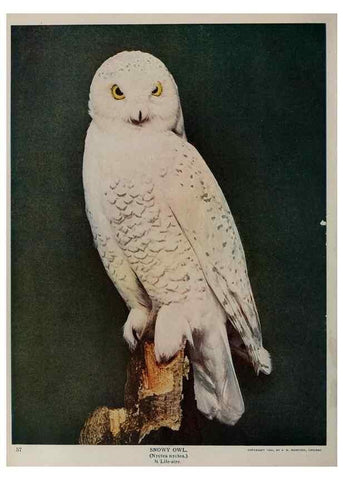 Reproducción/Reproduction 8342537195: Birds and nature in natural colors :. Chicago :A.W. Mumford, Publisher,1913-1914.