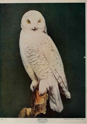 Reproducción/Reproduction 8342537195: Birds and nature in natural colors :. Chicago :A.W. Mumford, Publisher,1913-1914.