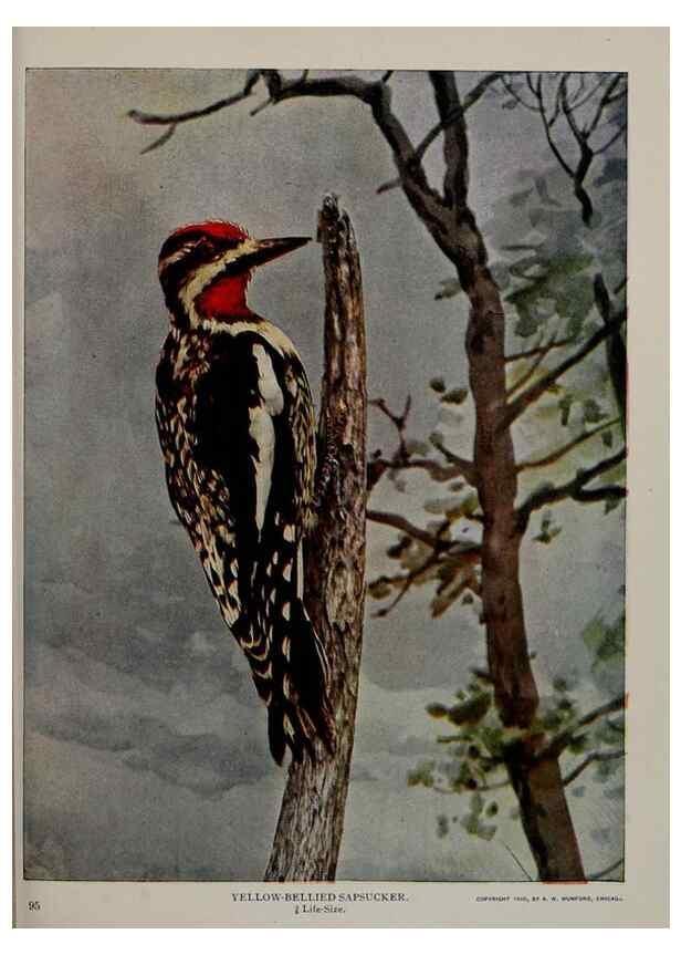 Reproducción/Reproduction 8343596794: Birds and nature in natural colors :. Chicago :A.W. Mumford, Publisher,1913-1914.