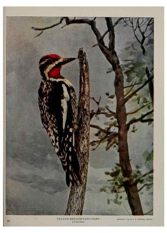 Reproducción/Reproduction 8343596794: Birds and nature in natural colors :. Chicago :A.W. Mumford, Publisher,1913-1914.