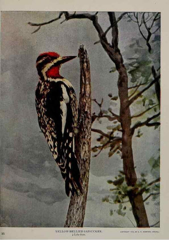 Reproducción/Reproduction 8343596794: Birds and nature in natural colors :. Chicago :A.W. Mumford, Publisher,1913-1914.