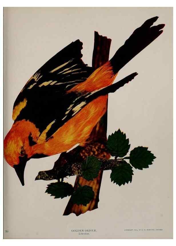 Reproducción/Reproduction 8342538595: Birds and nature in natural colors :. Chicago :A.W. Mumford, Publisher,1913-1914.