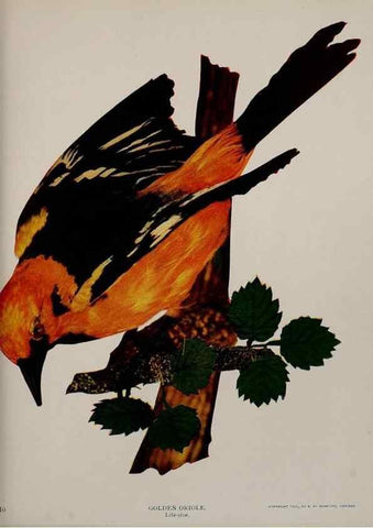 Reproducción/Reproduction 8342538595: Birds and nature in natural colors :. Chicago :A.W. Mumford, Publisher,1913-1914.