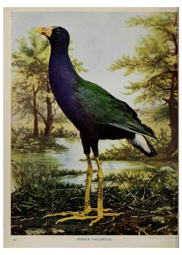 Reproducción/Reproduction 8343598166: Birds and nature in natural colors :. Chicago :A.W. Mumford, Publisher,1913-1914.