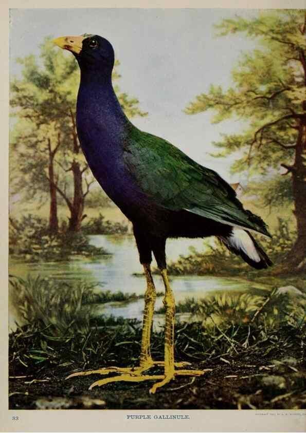 Reproducción/Reproduction 8343598166: Birds and nature in natural colors :. Chicago :A.W. Mumford, Publisher,1913-1914.