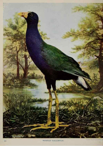 Reproducción/Reproduction 8343598166: Birds and nature in natural colors :. Chicago :A.W. Mumford, Publisher,1913-1914.