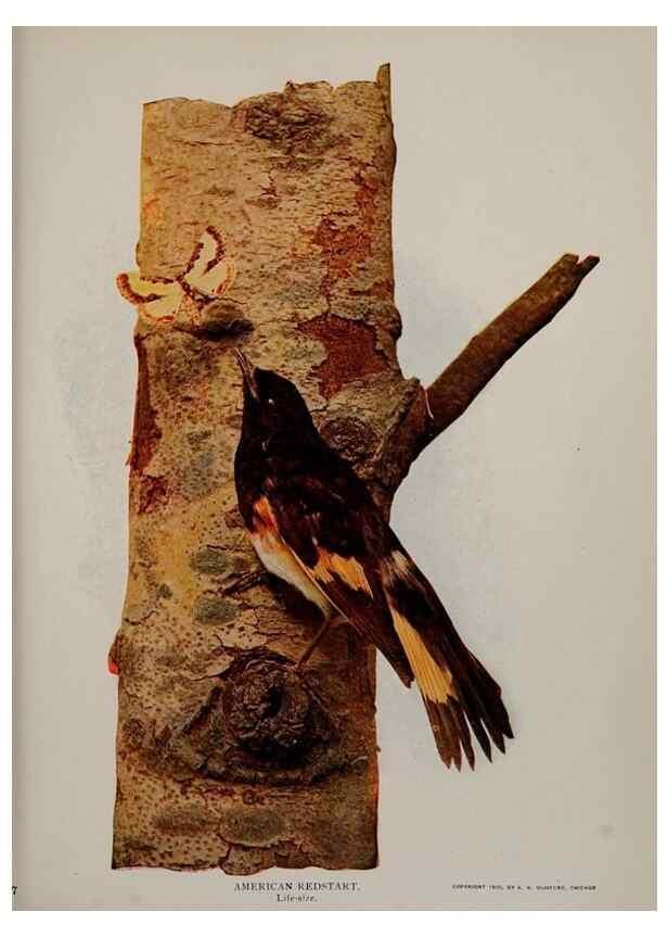 Reproducción/Reproduction 8343599024: Birds and nature in natural colors :. Chicago :A.W. Mumford, Publisher,1913-1914.