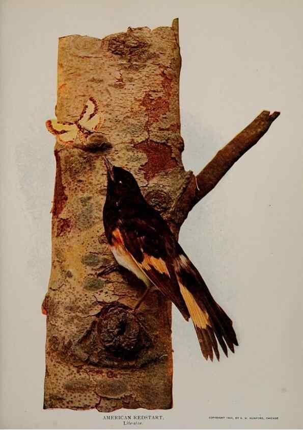 Reproducción/Reproduction 8343599024: Birds and nature in natural colors :. Chicago :A.W. Mumford, Publisher,1913-1914.