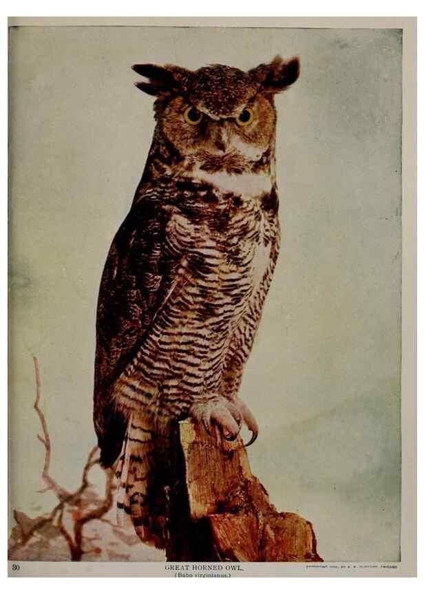 Reproducción/Reproduction 8343599574: Birds and nature in natural colors :. Chicago :A.W. Mumford, Publisher,1913-1914.