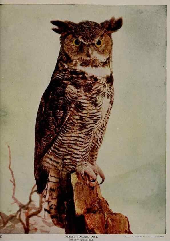 Reproducción/Reproduction 8343599574: Birds and nature in natural colors :. Chicago :A.W. Mumford, Publisher,1913-1914.