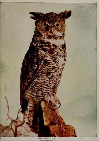 Reproducción/Reproduction 8343599574: Birds and nature in natural colors :. Chicago :A.W. Mumford, Publisher,1913-1914.