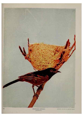 Reproducción/Reproduction 8342541593: Birds and nature in natural colors :. Chicago :A.W. Mumford, Publisher,1913-1914.