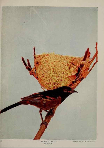 Reproducción/Reproduction 8342541593: Birds and nature in natural colors :. Chicago :A.W. Mumford, Publisher,1913-1914.