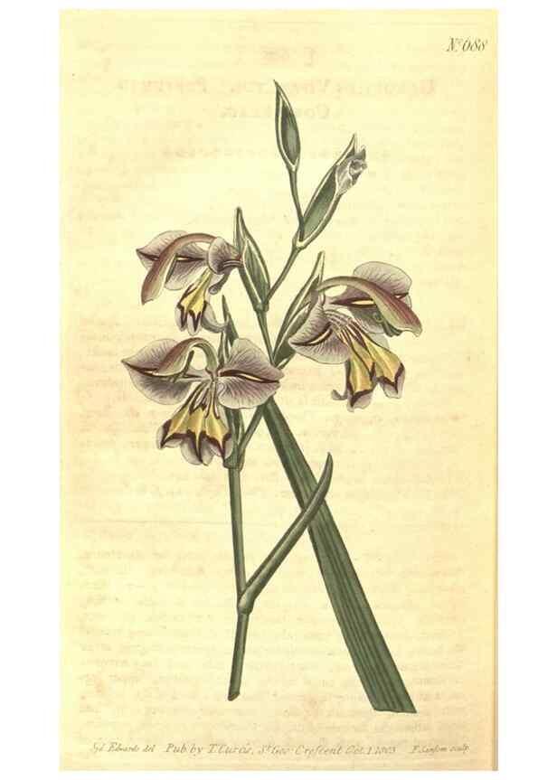 Reproducción/Reproduction 8318339664: Curtis's botanical magazine.. London ;New York [etc.] :Academic Press [etc.]