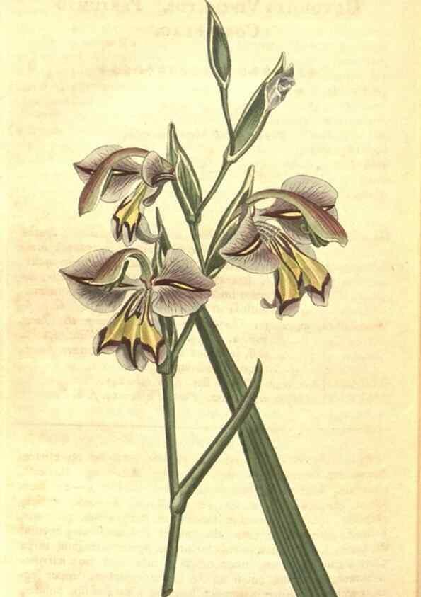 Reproducción/Reproduction 8318339664: Curtis's botanical magazine.. London ;New York [etc.] :Academic Press [etc.]