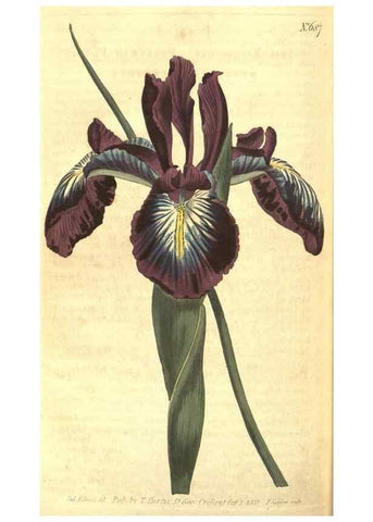 Reproducción/Reproduction 8318339072: Curtis's botanical magazine.. London ;New York [etc.] :Academic Press [etc.]