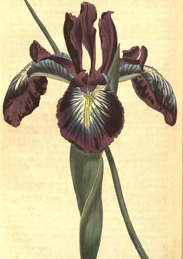 Reproducción/Reproduction 8318339072: Curtis's botanical magazine.. London ;New York [etc.] :Academic Press [etc.]