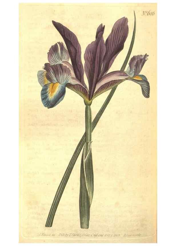 Reproducción/Reproduction 8318338166: Curtis's botanical magazine.. London ;New York [etc.] :Academic Press [etc.]