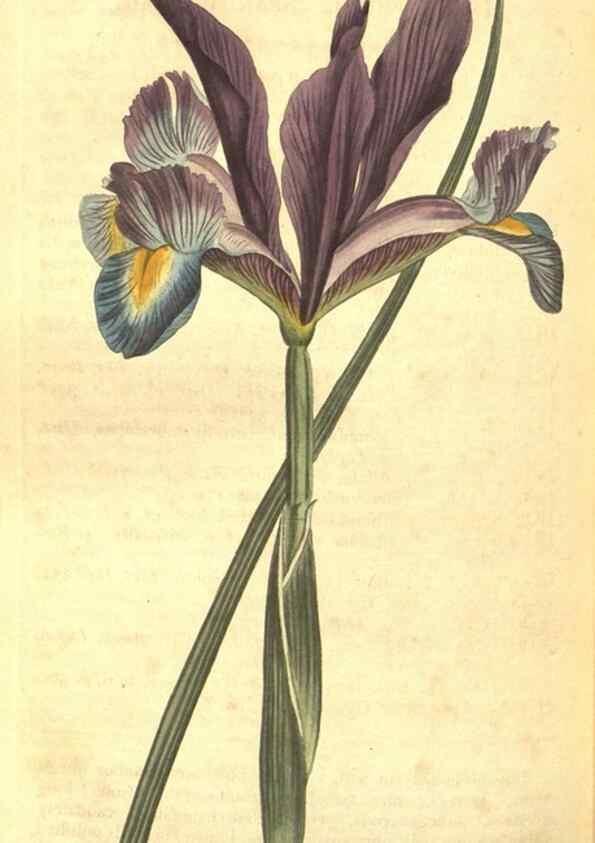 Reproducción/Reproduction 8318338166: Curtis's botanical magazine.. London ;New York [etc.] :Academic Press [etc.]