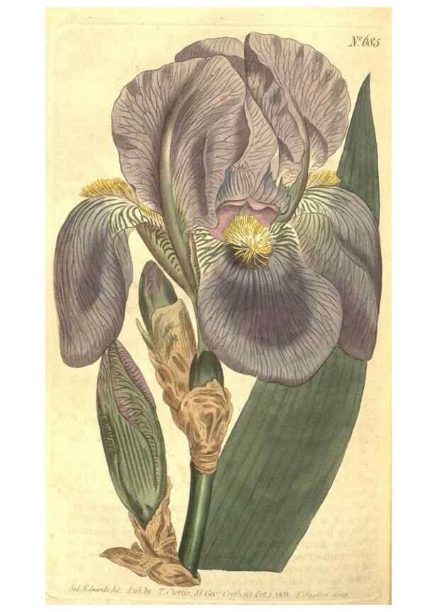 Reproducción/Reproduction 8317281675: Curtis's botanical magazine.. London ;New York [etc.] :Academic Press [etc.]