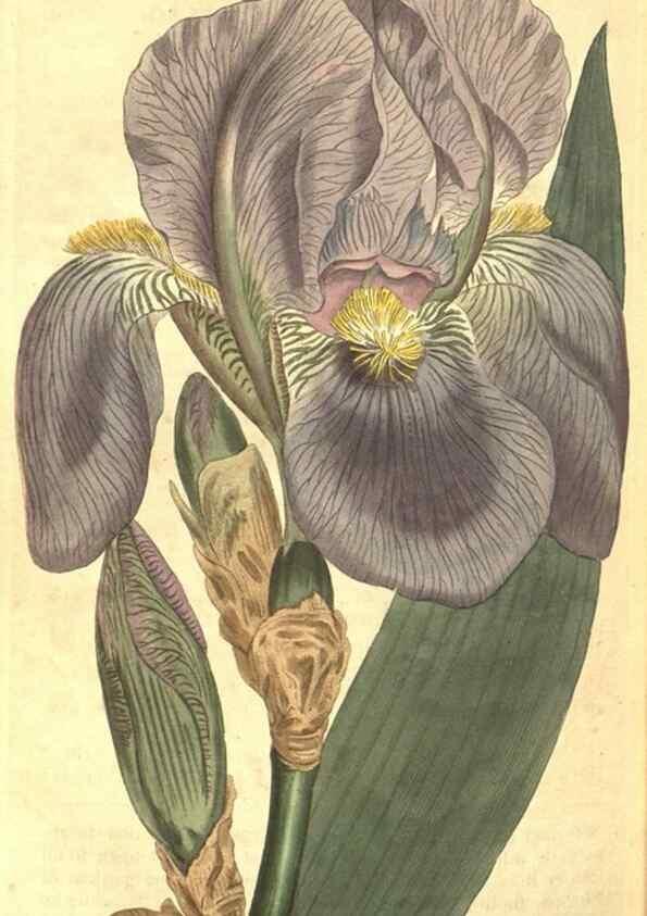 Reproducción/Reproduction 8317281675: Curtis's botanical magazine.. London ;New York [etc.] :Academic Press [etc.]