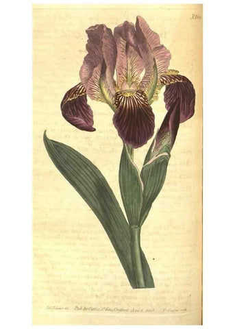 Reproducción/Reproduction 8317270671: Curtis's botanical magazine.. London ;New York [etc.] :Academic Press [etc.]
