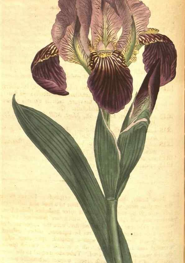 Reproducción/Reproduction 8317270671: Curtis's botanical magazine.. London ;New York [etc.] :Academic Press [etc.]