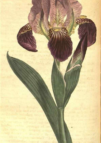Reproducción/Reproduction 8317270671: Curtis's botanical magazine.. London ;New York [etc.] :Academic Press [etc.]