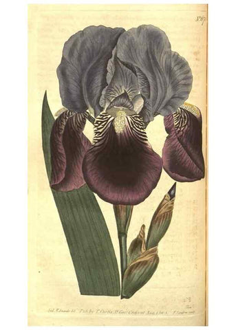 Reproducción/Reproduction 8318327276: Curtis's botanical magazine.. London ;New York [etc.] :Academic Press [etc.]