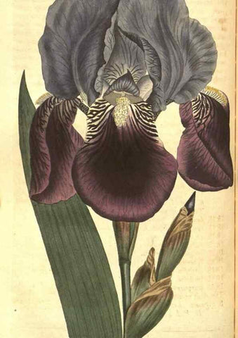 Reproducción/Reproduction 8318327276: Curtis's botanical magazine.. London ;New York [etc.] :Academic Press [etc.]