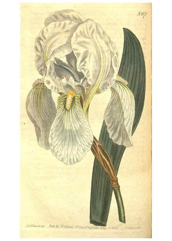 Reproducción/Reproduction 8317272263: Curtis's botanical magazine.. London ;New York [etc.] :Academic Press [etc.]