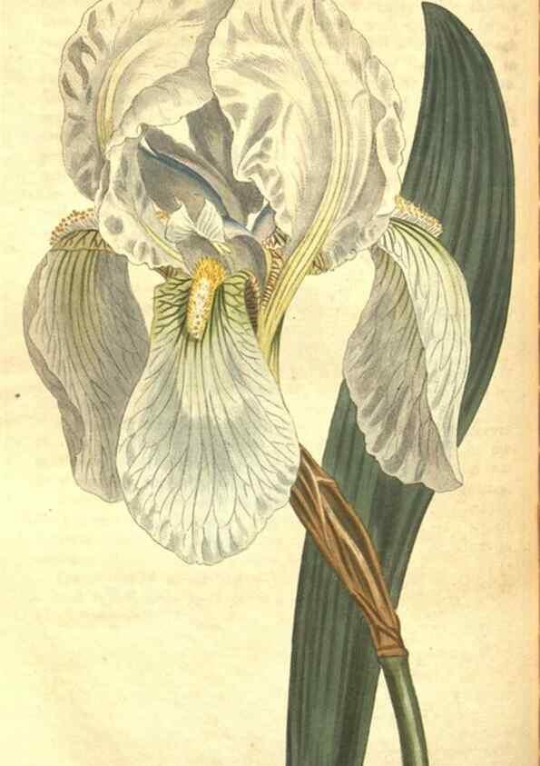 Reproducción/Reproduction 8317272263: Curtis's botanical magazine.. London ;New York [etc.] :Academic Press [etc.]