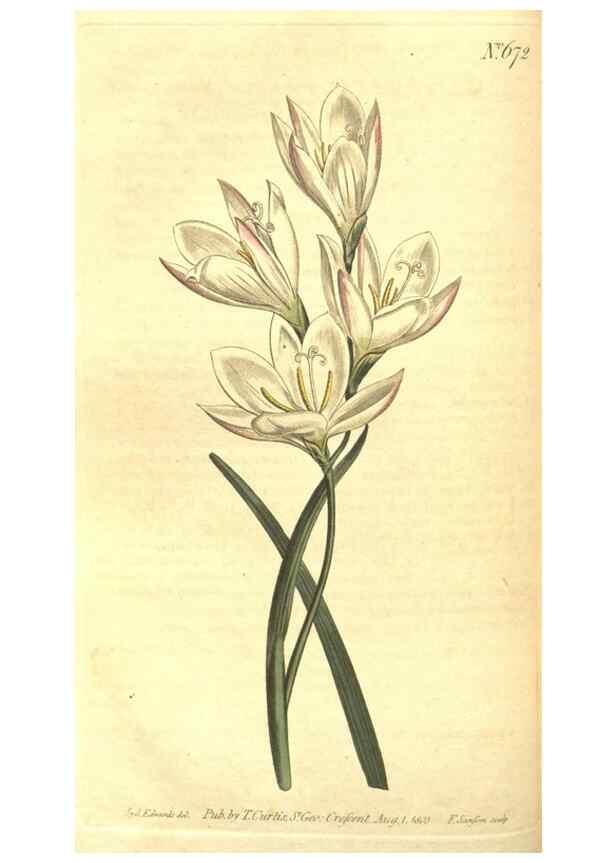 Reproducción/Reproduction 8317272771: Curtis's botanical magazine.. London ;New York [etc.] :Academic Press [etc.]
