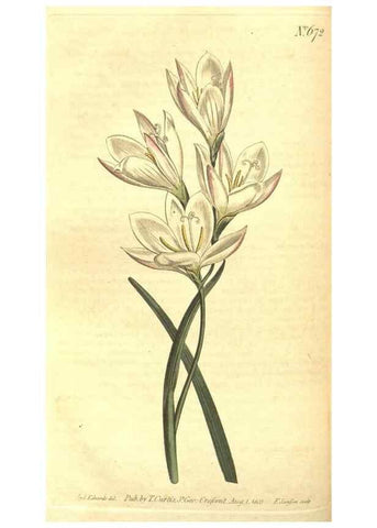 Reproducción/Reproduction 8317272771: Curtis's botanical magazine.. London ;New York [etc.] :Academic Press [etc.]