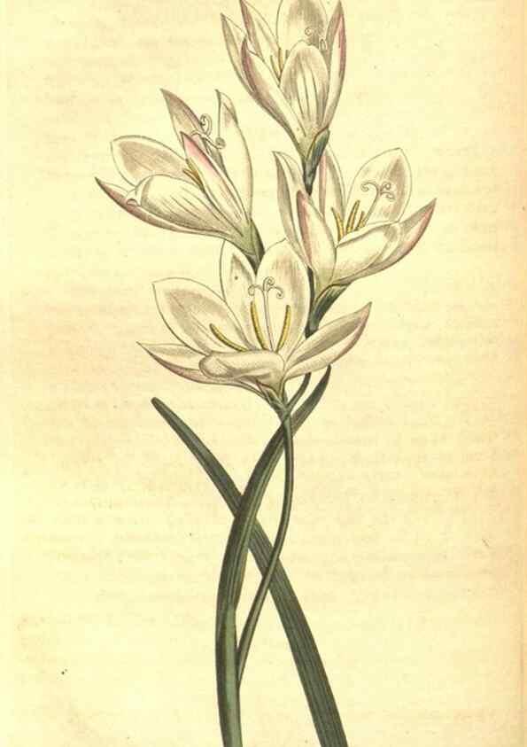 Reproducción/Reproduction 8317272771: Curtis's botanical magazine.. London ;New York [etc.] :Academic Press [etc.]