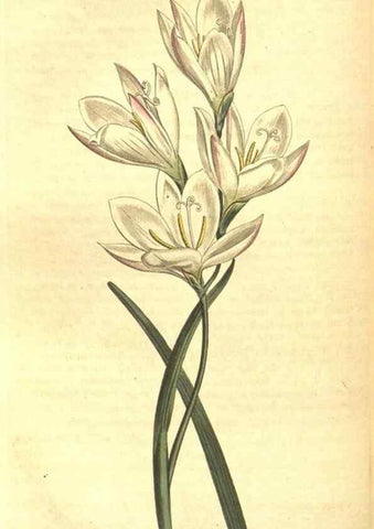 Reproducción/Reproduction 8317272771: Curtis's botanical magazine.. London ;New York [etc.] :Academic Press [etc.]