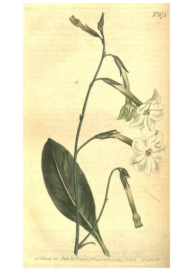 Reproducción/Reproduction 8318329244: Curtis's botanical magazine.. London ;New York [etc.] :Academic Press [etc.]