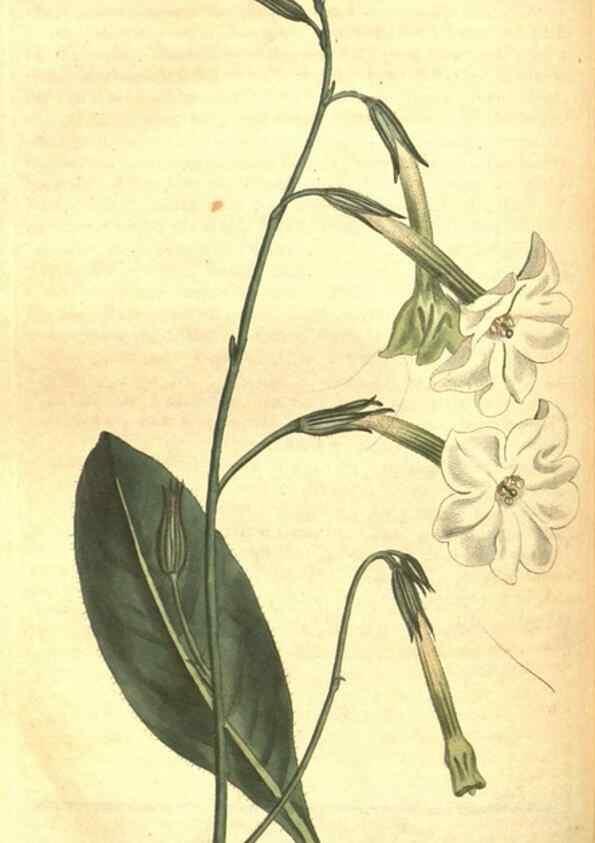 Reproducción/Reproduction 8318329244: Curtis's botanical magazine.. London ;New York [etc.] :Academic Press [etc.]
