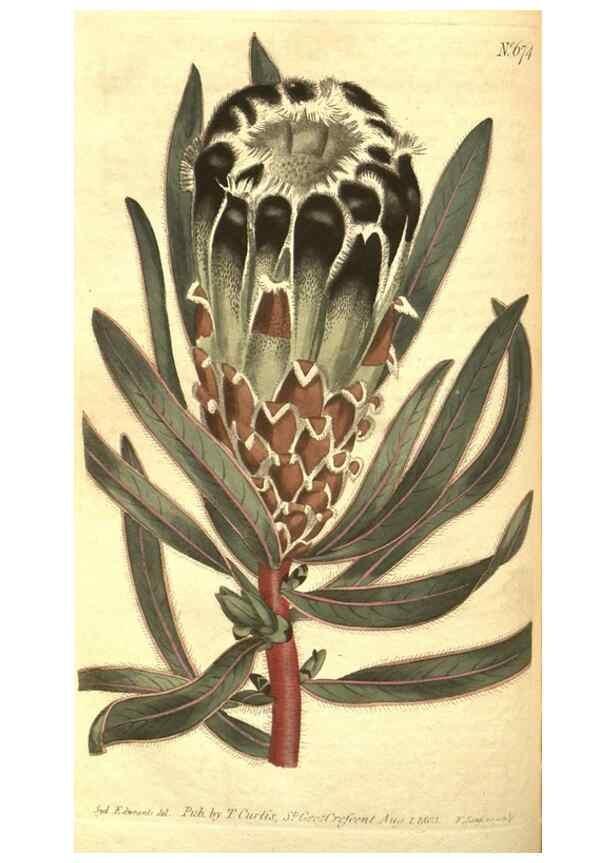 Reproducción/Reproduction 8318330114: Curtis's botanical magazine.. London ;New York [etc.] :Academic Press [etc.]