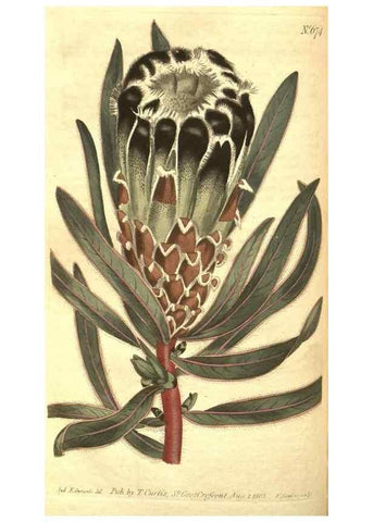 Reproducción/Reproduction 8318330114: Curtis's botanical magazine.. London ;New York [etc.] :Academic Press [etc.]
