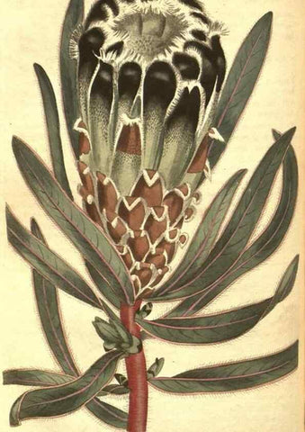 Reproducción/Reproduction 8318330114: Curtis's botanical magazine.. London ;New York [etc.] :Academic Press [etc.]