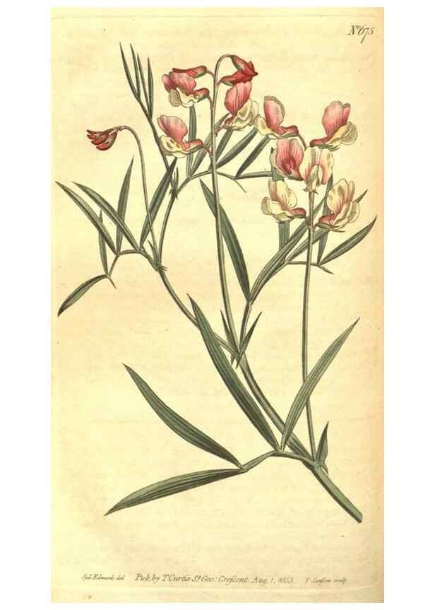 Reproducción/Reproduction 8317275015: Curtis's botanical magazine.. London ;New York [etc.] :Academic Press [etc.]