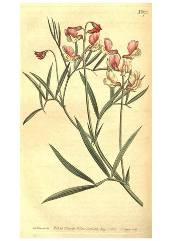 Reproducción/Reproduction 8317275015: Curtis's botanical magazine.. London ;New York [etc.] :Academic Press [etc.]