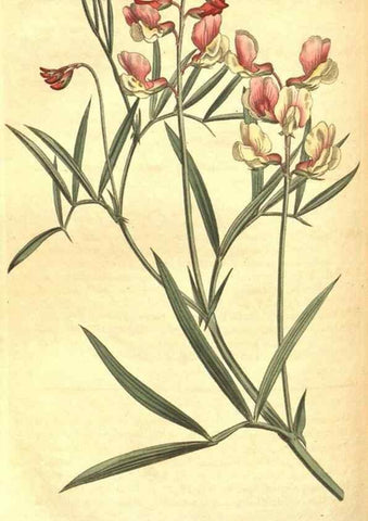 Reproducción/Reproduction 8317275015: Curtis's botanical magazine.. London ;New York [etc.] :Academic Press [etc.]