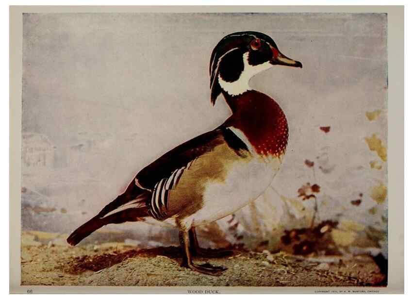 Reproducción/Reproduction 8343600808: Birds and nature in natural colors :. Chicago :A.W. Mumford, Publisher,1913-1914.